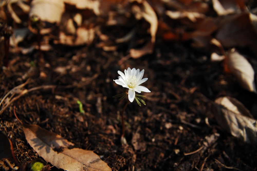 DSC_0012.jpg