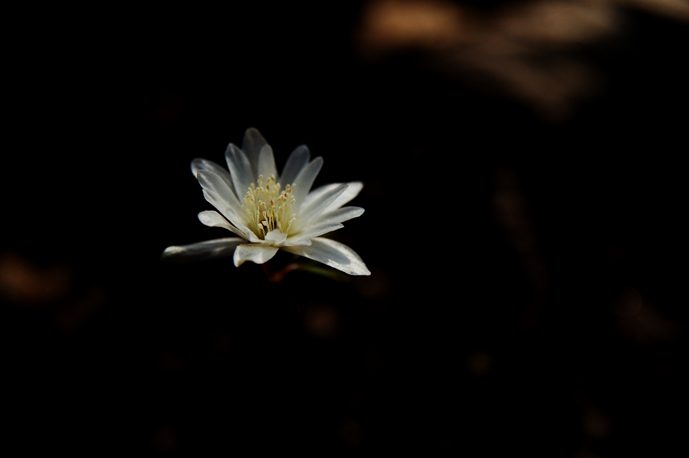 DSC_0039.jpg