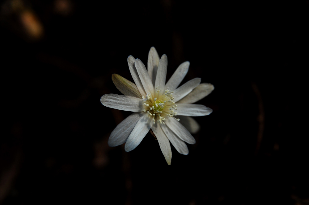 DSC_1980.jpg