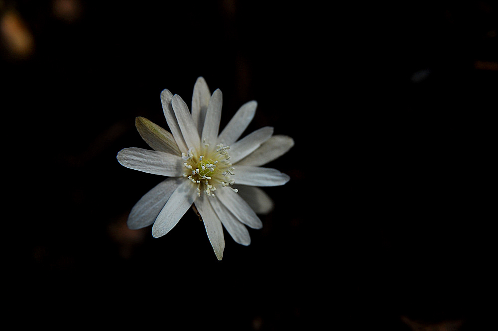 DSC_1985.jpg