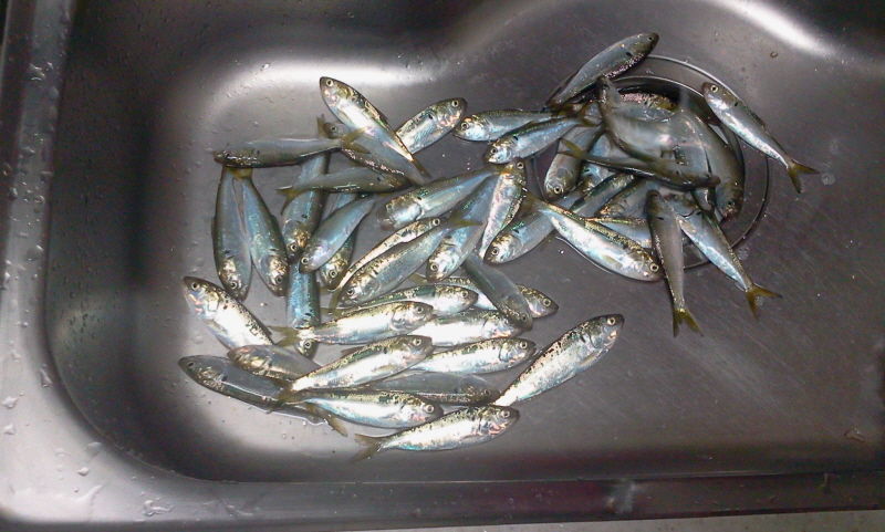 크기변환_2011-01-14 17.12.36.jpg