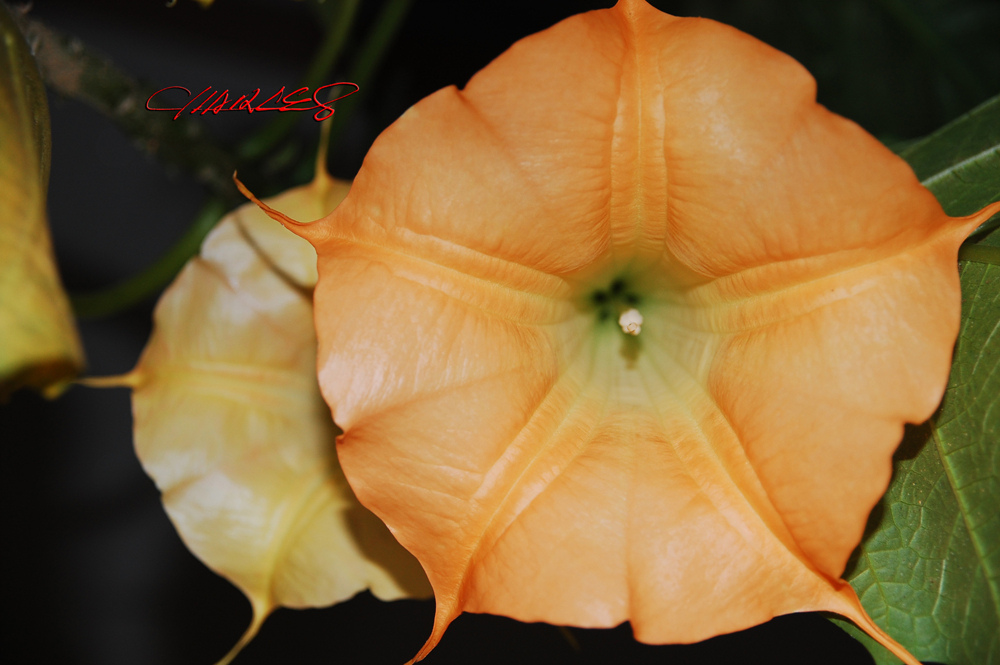 DSC_0647.jpg