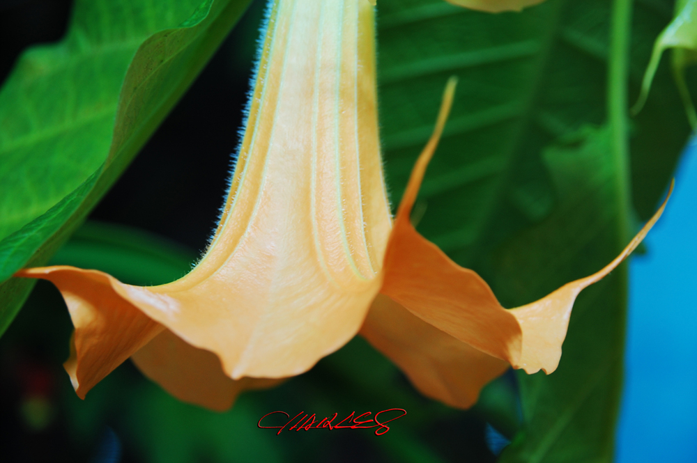 DSC_0656.jpg