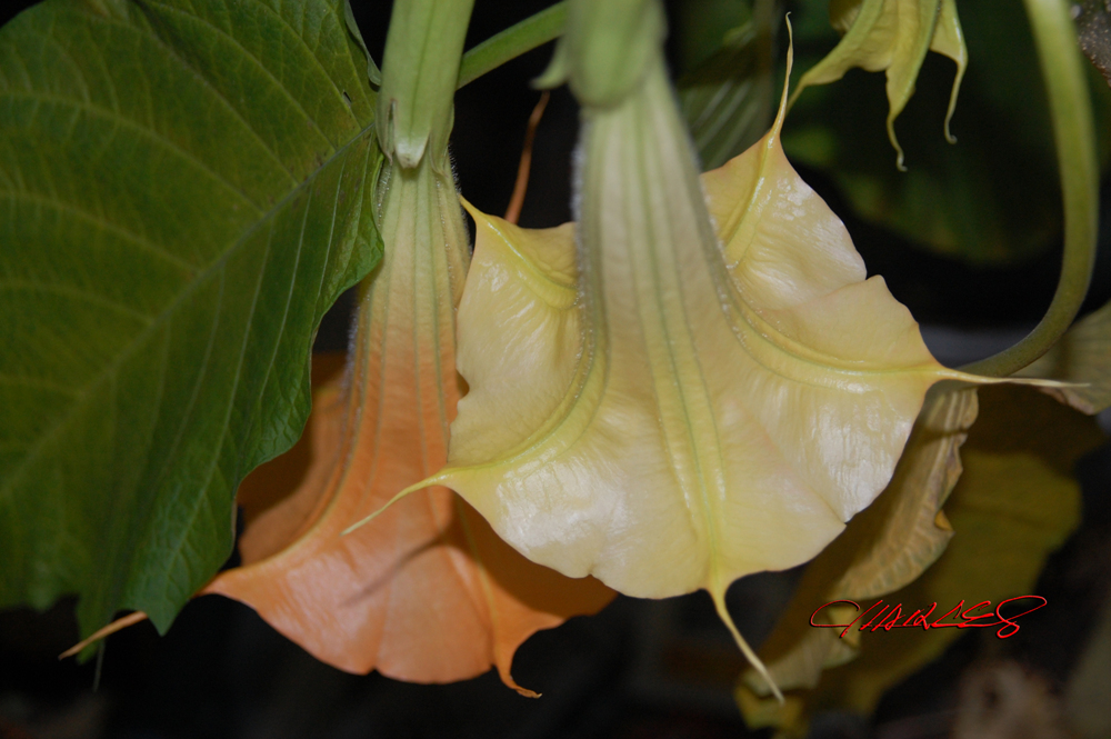 DSC_0662.jpg