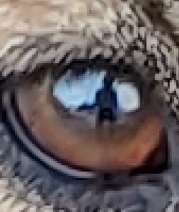 eye1.jpg