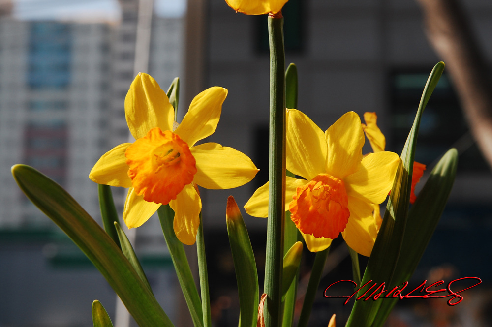 DSC_0797 사본.jpg