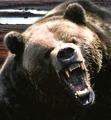 bearattack.jpg