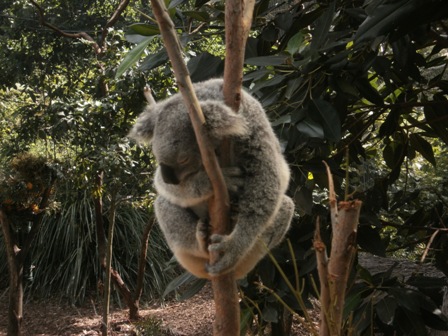 coala.JPG