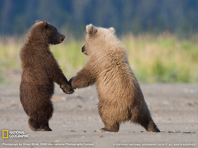grizzly bear cubs072509.jpg