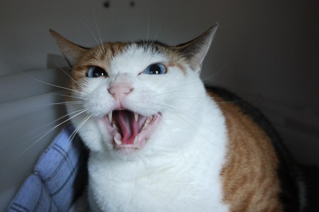 삼각뚱~1.JPG