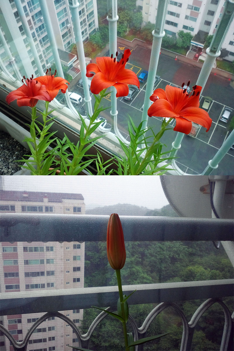 flower.jpg
