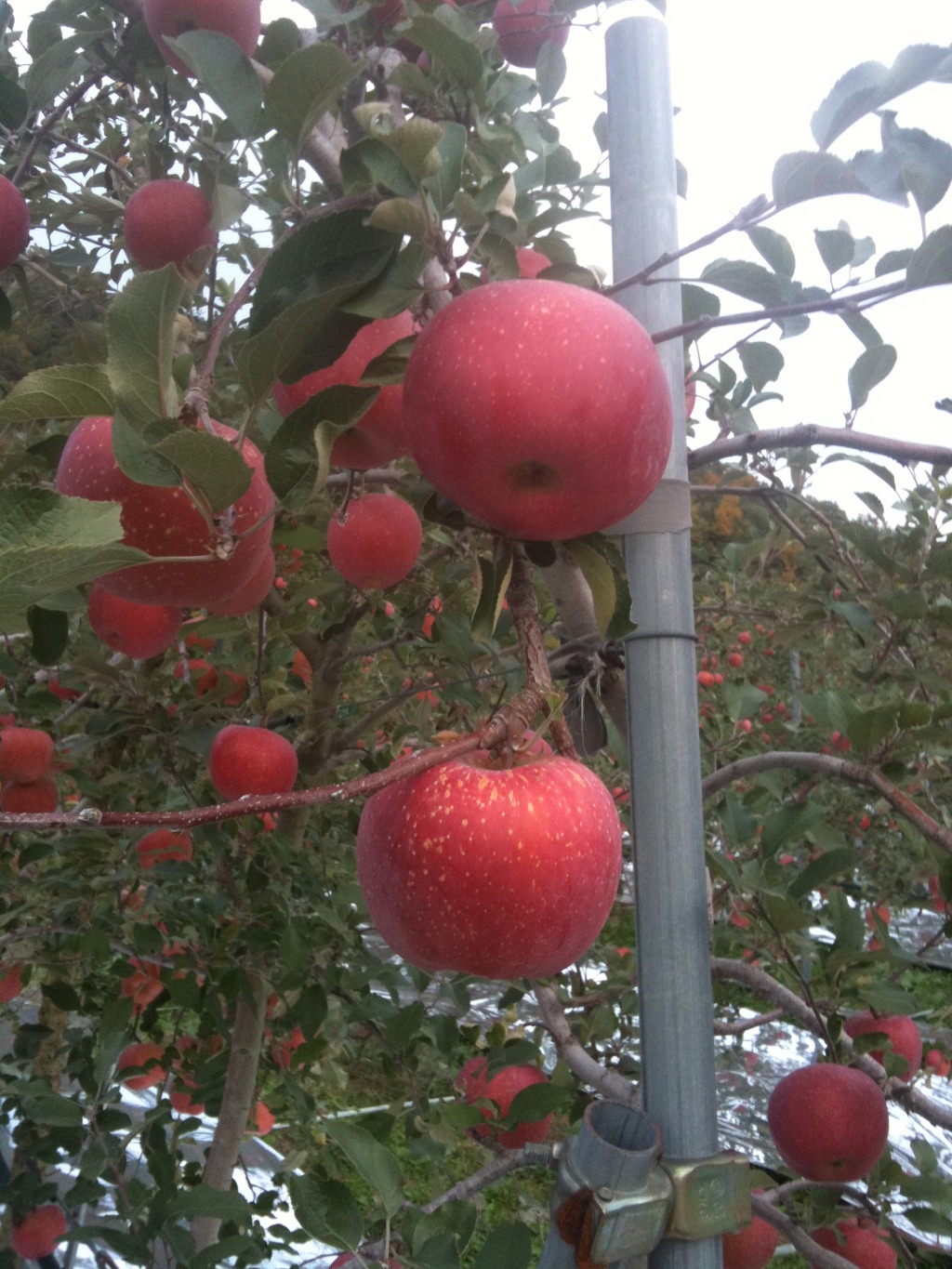 사과밭2.jpg