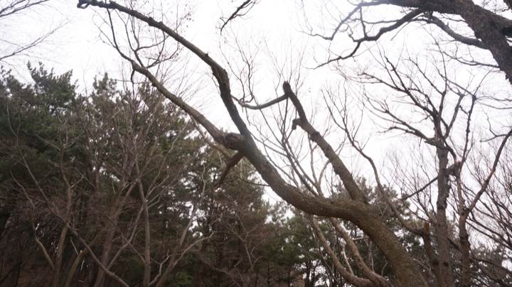 Bom20150208_091.jpg