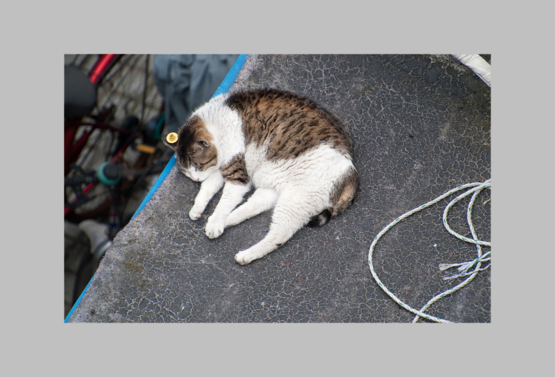 CAT-1.jpg